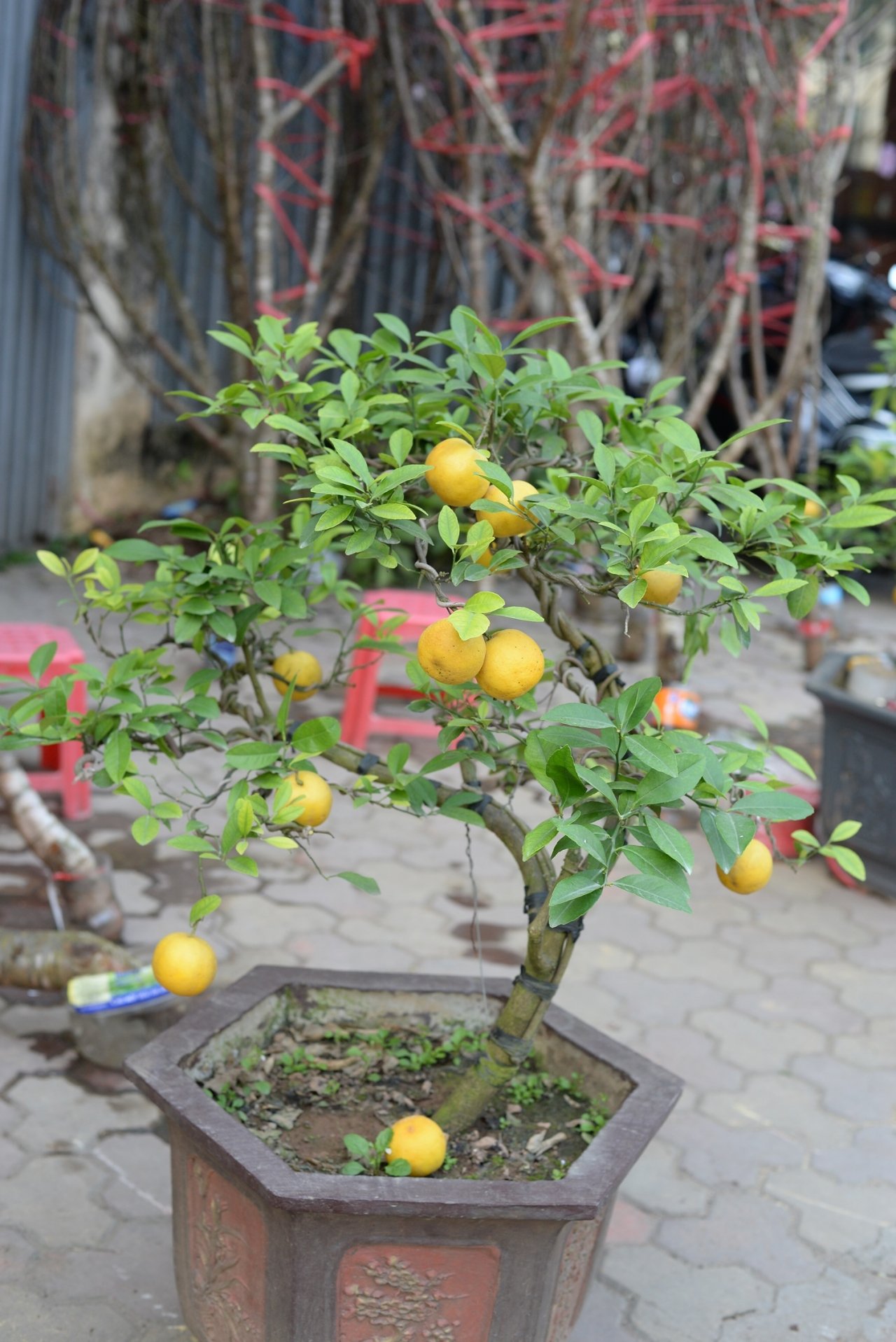 doc-dao-chanh-vang-bonsai-xuong-pho-hut-nguoi-dan-mua-choi-tet