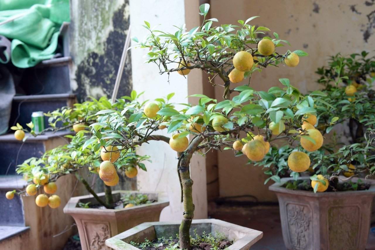 doc-dao-chanh-vang-bonsai-xuong-pho-hut-nguoi-dan-mua-choi-tet