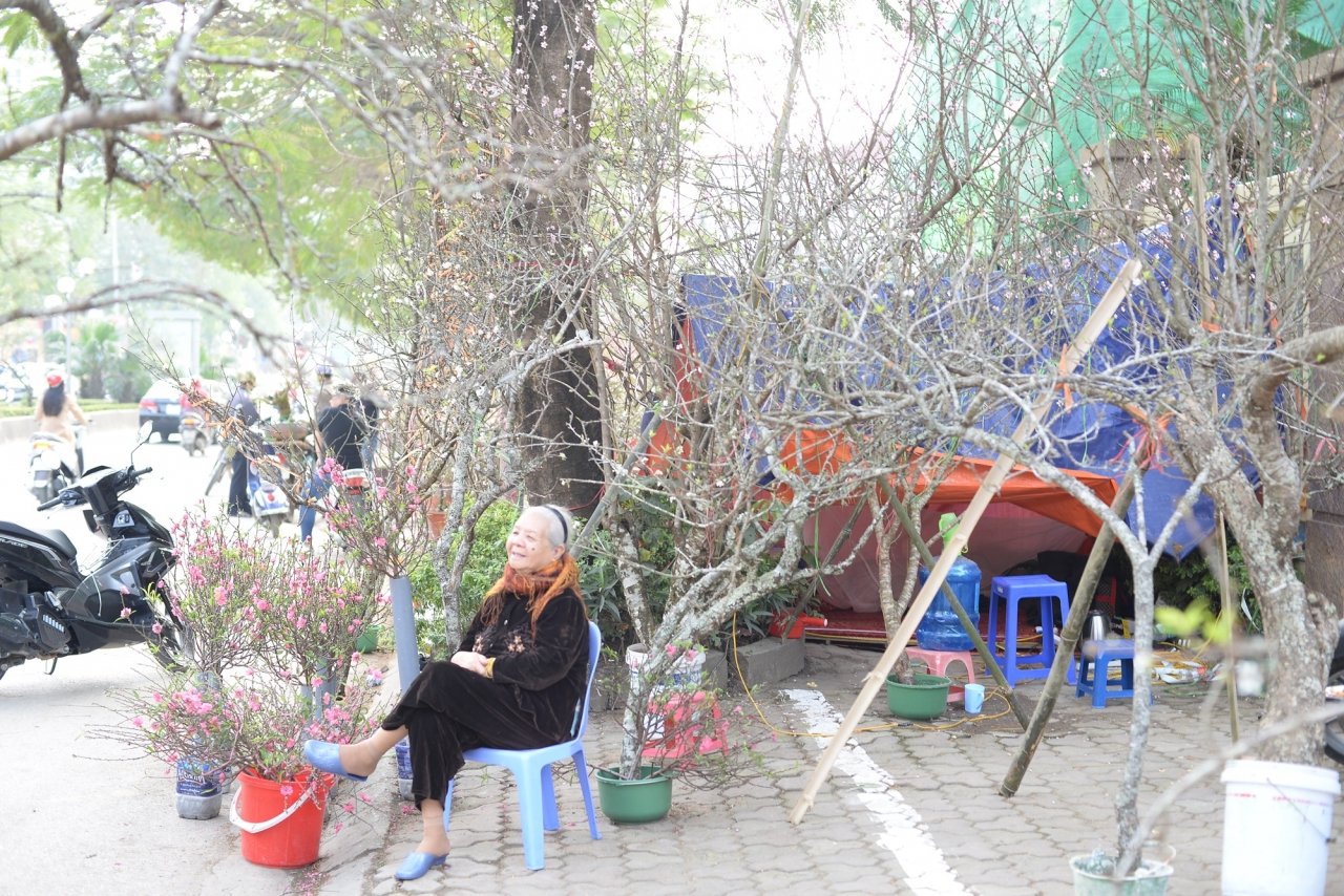 hoa-man-rung-trang-muot-gia-bac-trieu-hut-khach-mua-choi-tet