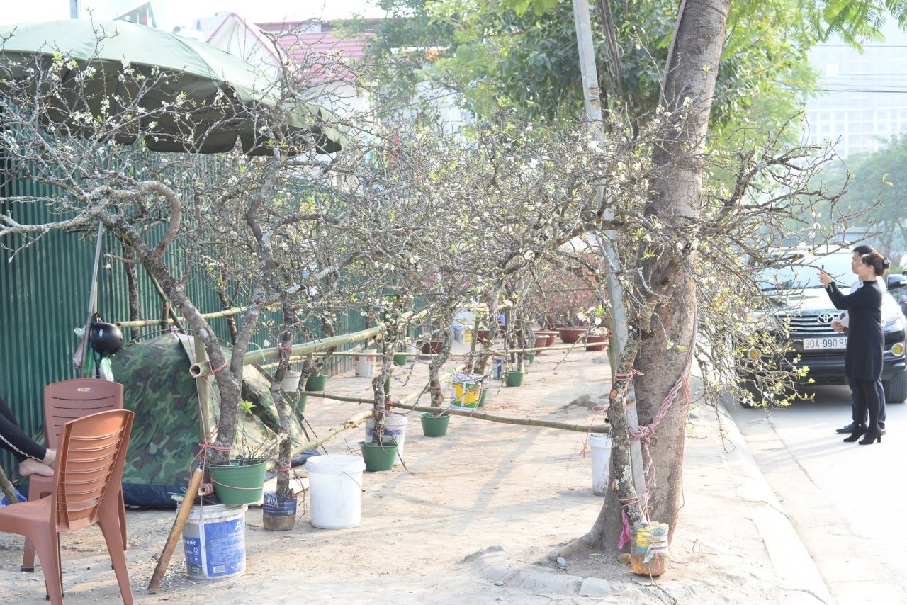 hoa-man-rung-trang-muot-gia-bac-trieu-hut-khach-mua-choi-tet