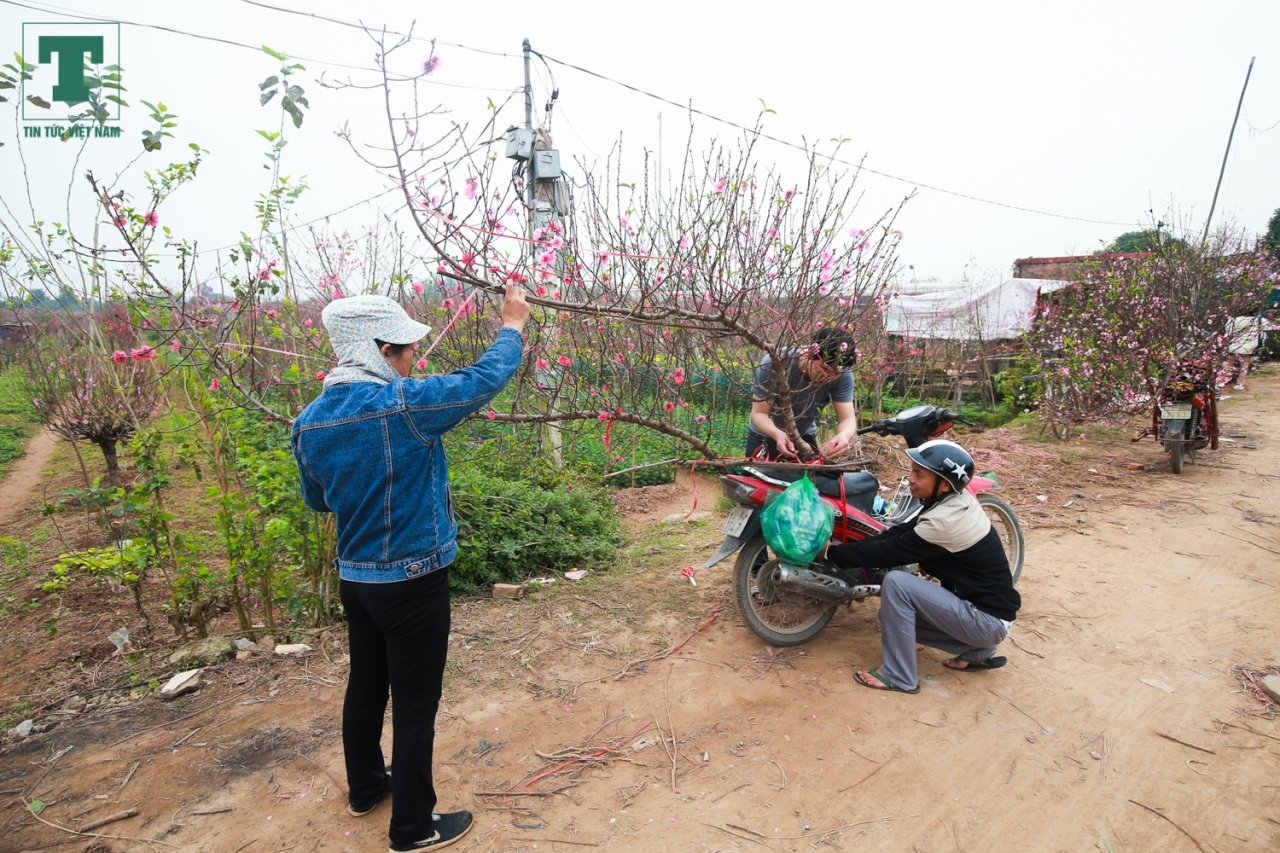 lang-dao-nhat-tan-ngap-sac-do-don-tet-ve