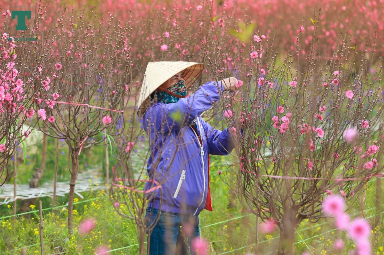 lang-dao-nhat-tan-ngap-sac-do-don-tet-ve