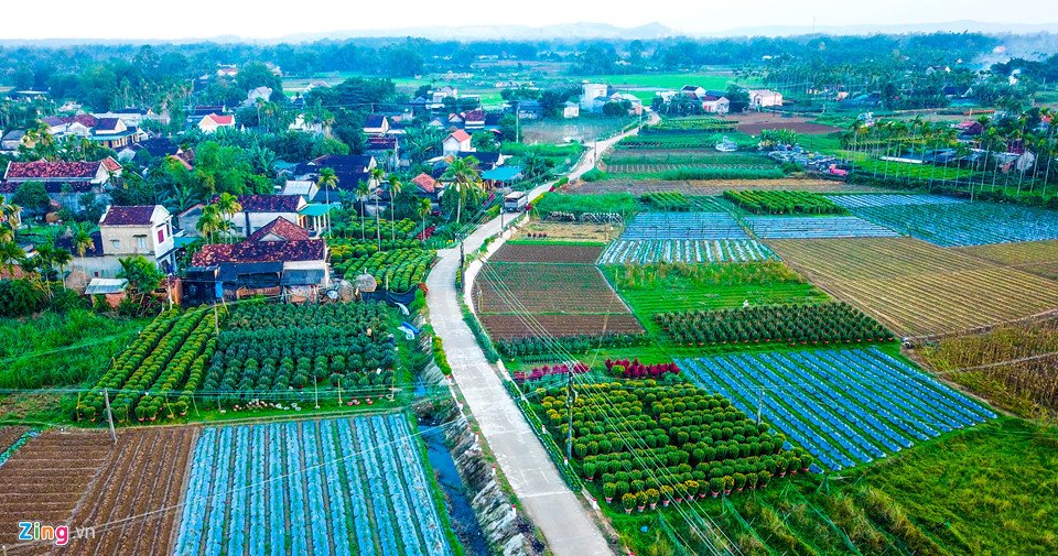 ngam-lang-hoa-tet-lon-nhat-mien-trung