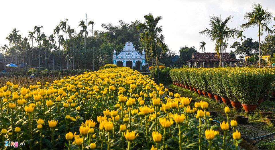 ngam-lang-hoa-tet-lon-nhat-mien-trung