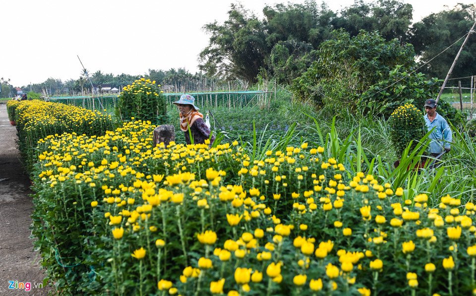 ngam-lang-hoa-tet-lon-nhat-mien-trung