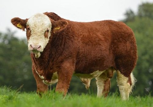 Giống bò Simmental. Ảnh: Progressive Genetics