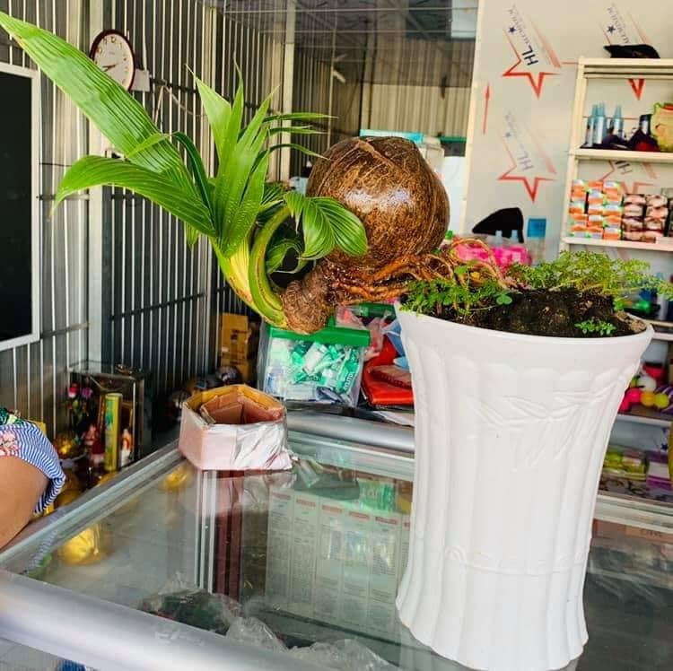 tao-moc-tren-cay-dam-but-sup-lo-bonsai-tro-thanh-hien-tuong-cay-canh-gay-sot-tren-mxh