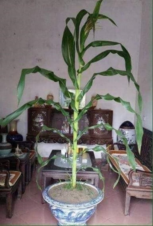 tao-moc-tren-cay-dam-but-sup-lo-bonsai-tro-thanh-hien-tuong-cay-canh-gay-sot-tren-mxh