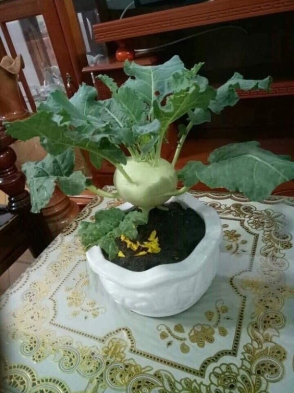 tao-moc-tren-cay-dam-but-sup-lo-bonsai-tro-thanh-hien-tuong-cay-canh-gay-sot-tren-mxh