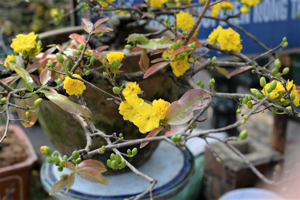 mai-bonsai-ti-hon-choi-tet-hut-khach