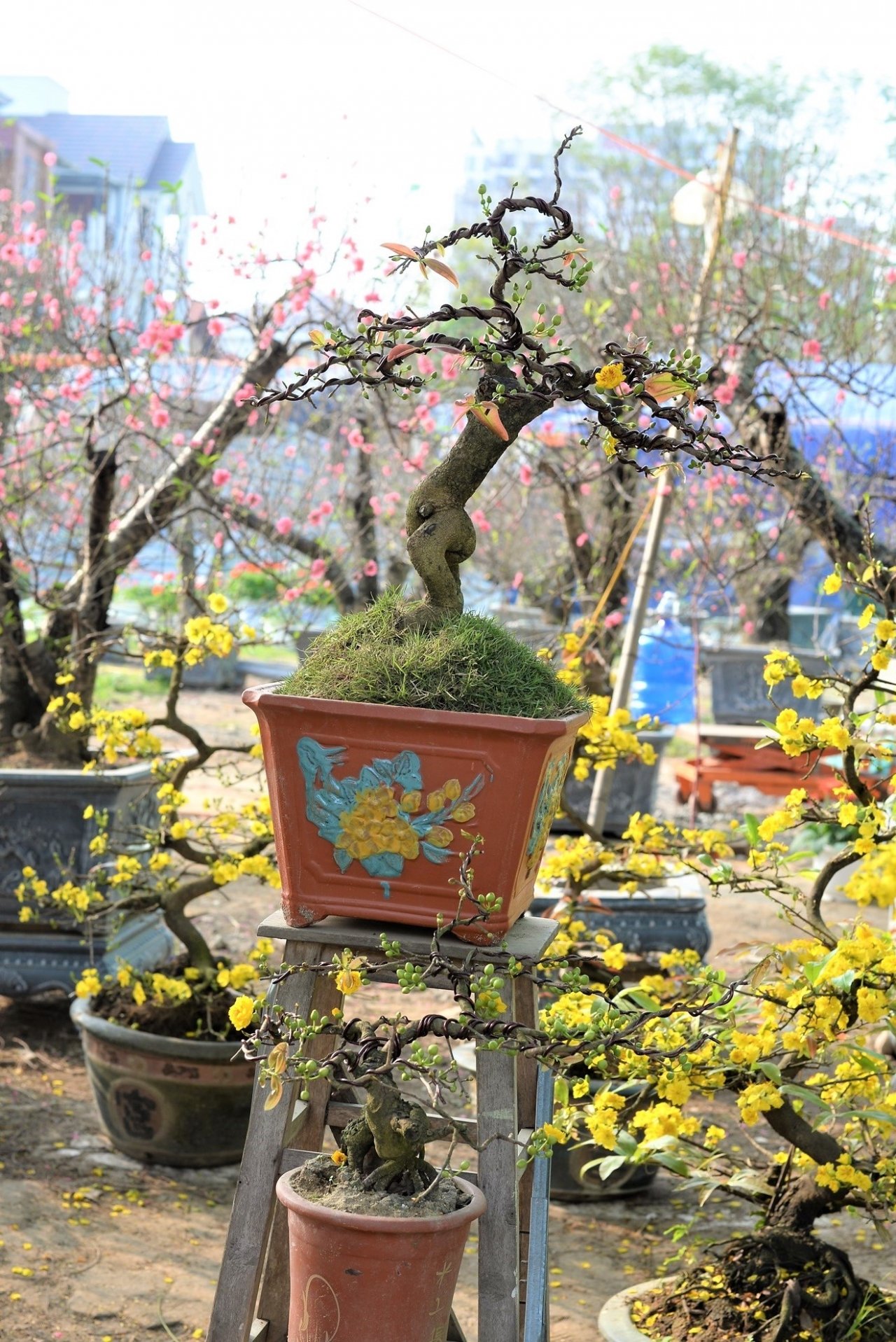 mai-bonsai-ti-hon-choi-tet-hut-khach