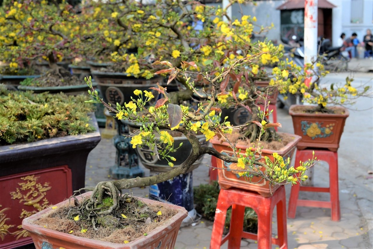 mai-bonsai-ti-hon-choi-tet-hut-khach