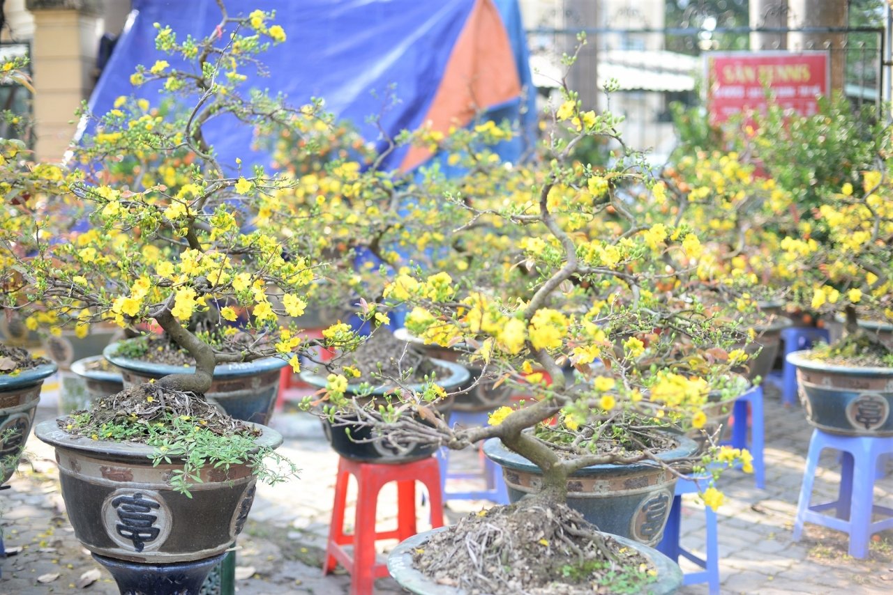 mai-bonsai-ti-hon-choi-tet-hut-khach