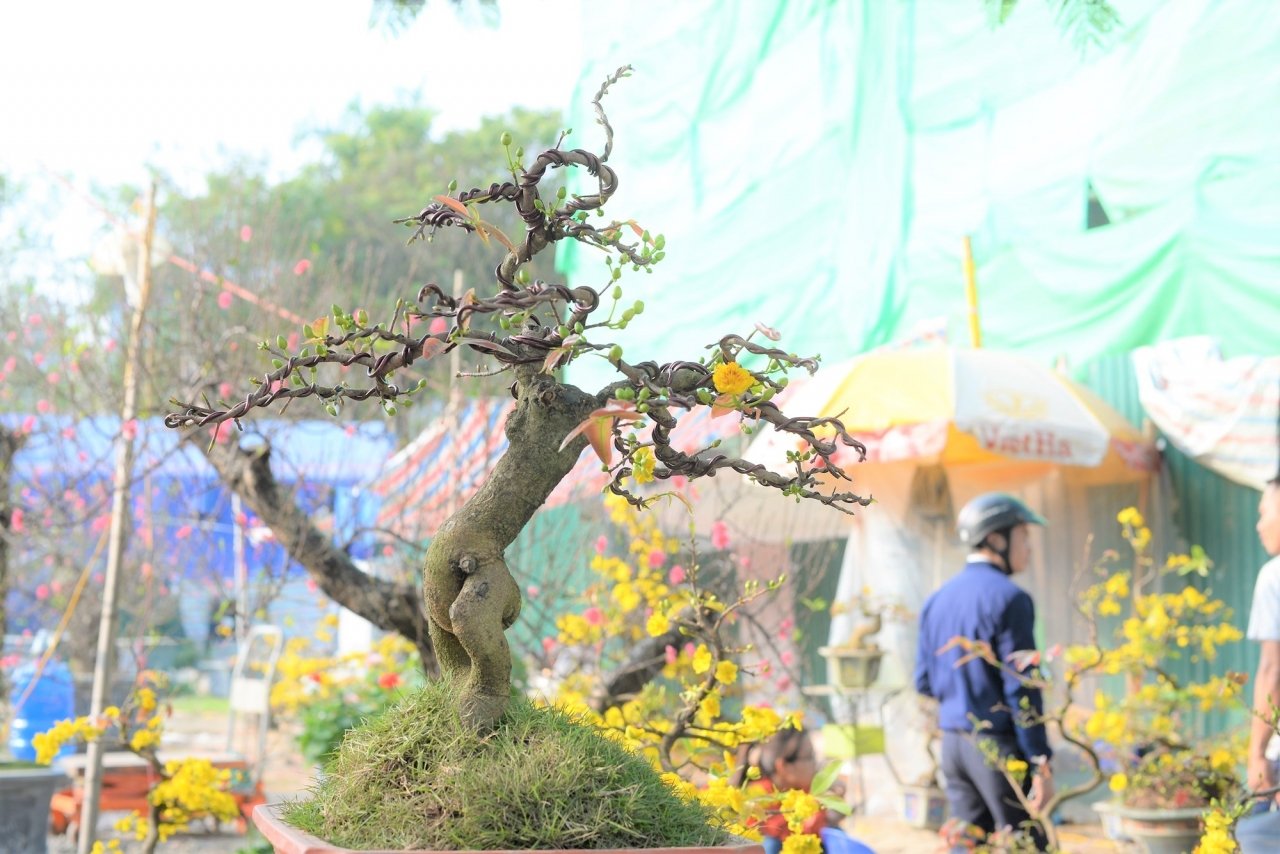 mai-bonsai-ti-hon-choi-tet-hut-khach