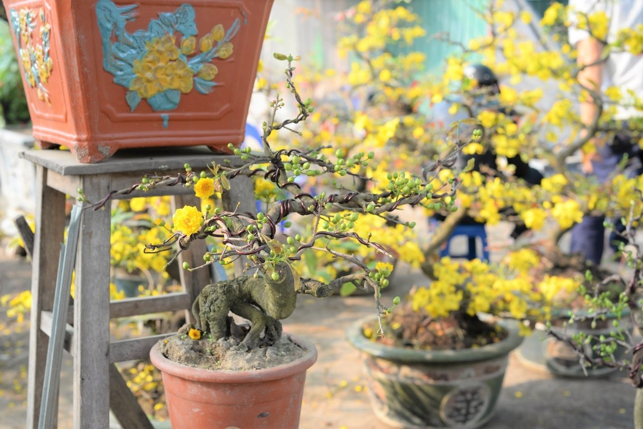 mai-bonsai-ti-hon-choi-tet-hut-khach