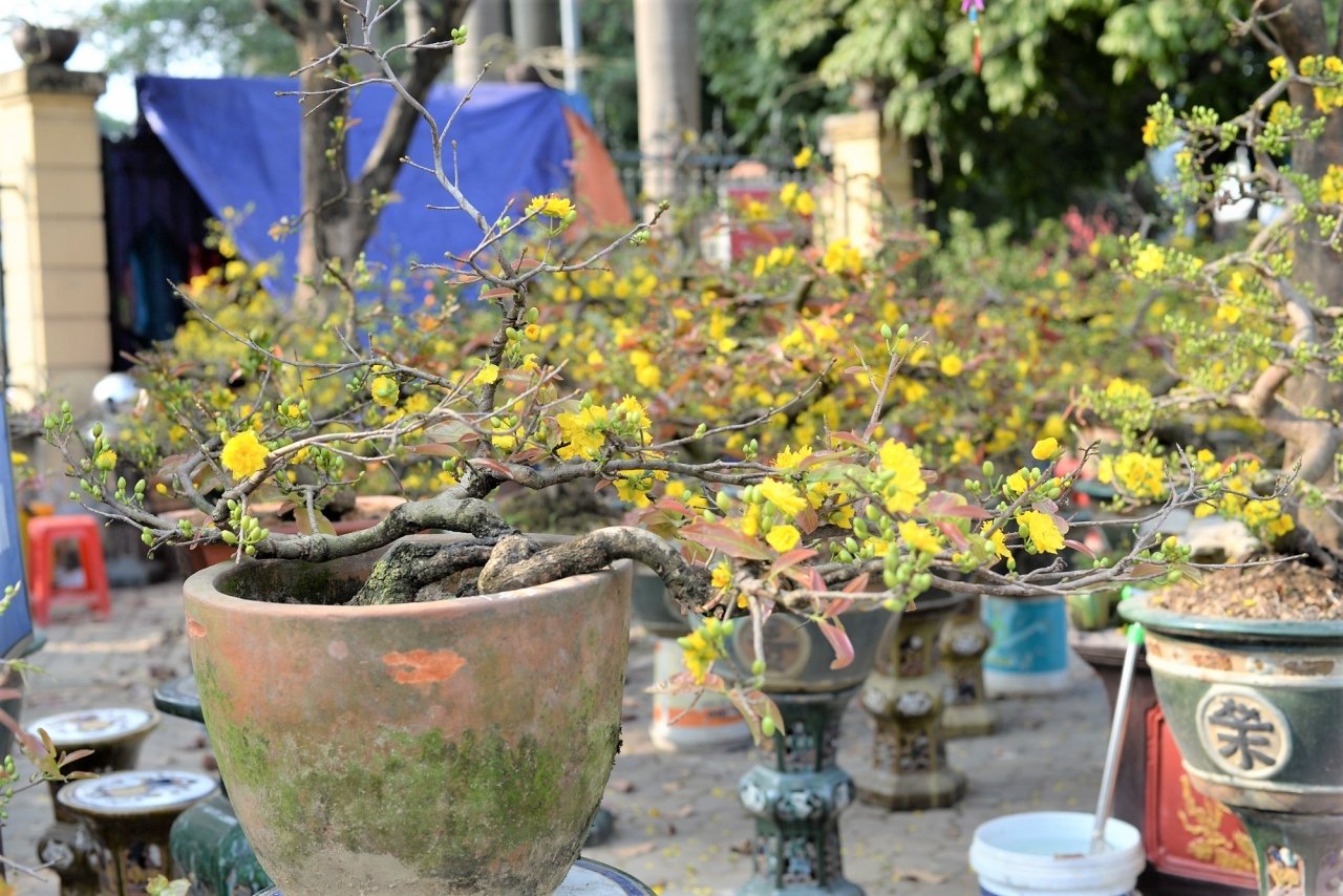 mai-bonsai-ti-hon-choi-tet-hut-khach