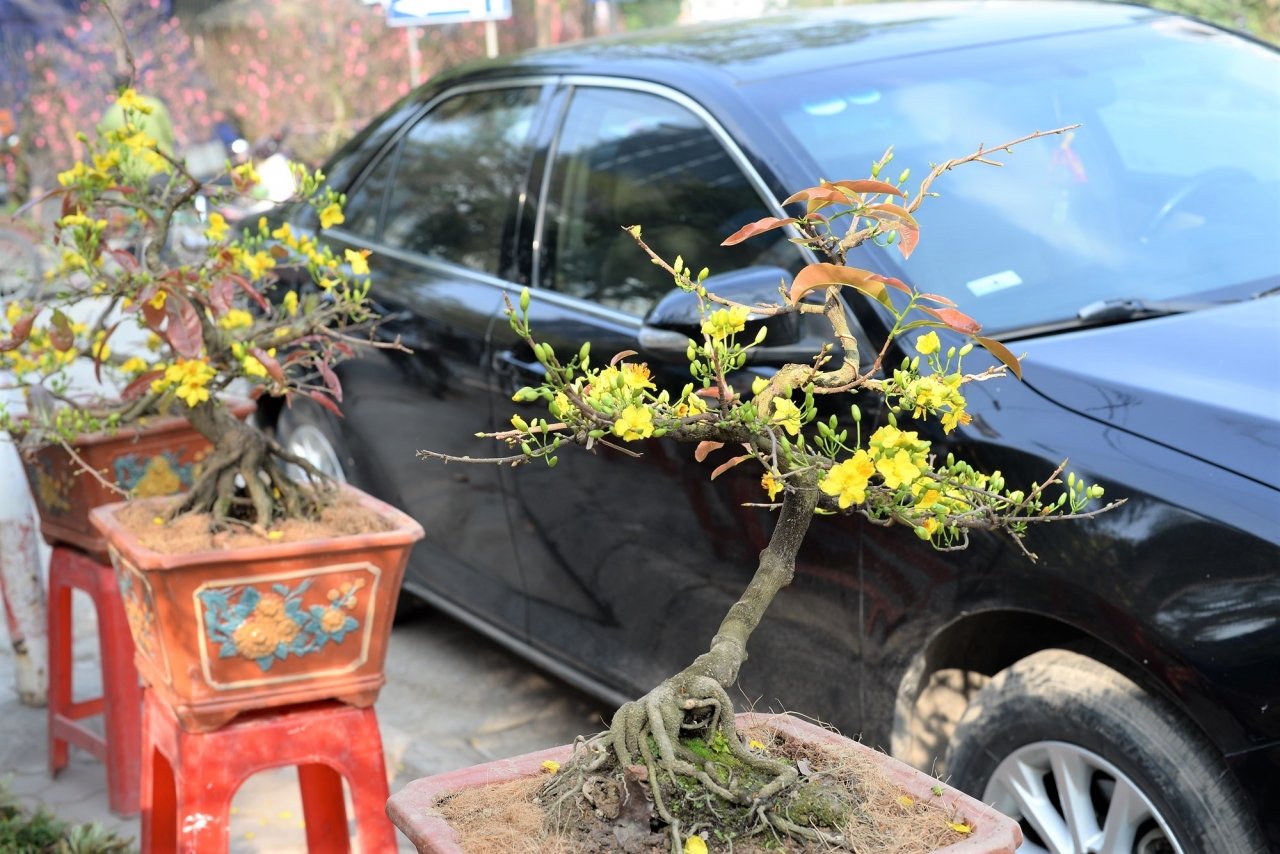 mai-bonsai-ti-hon-choi-tet-hut-khach