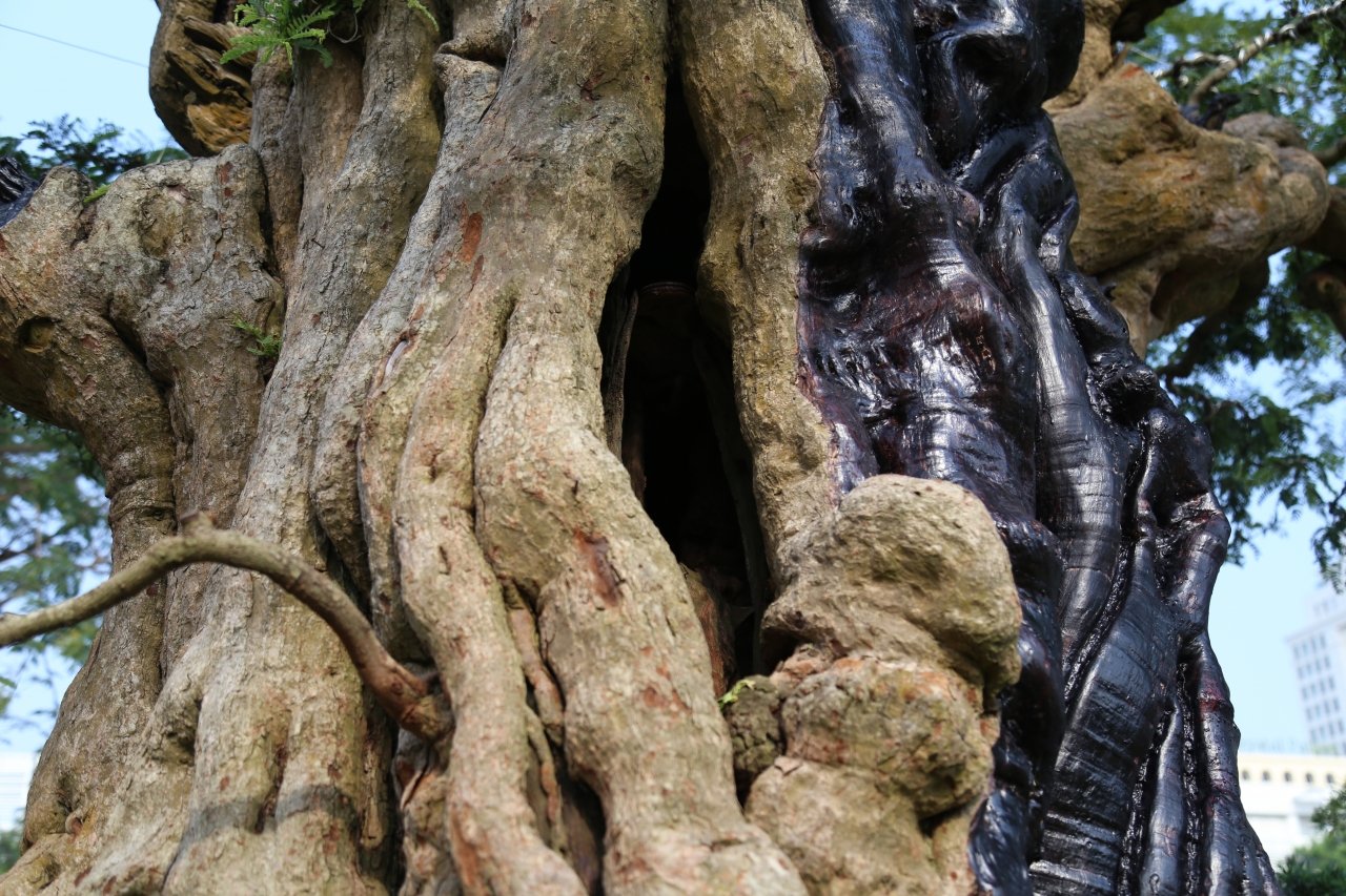ngam-cu-me-300-tuoi-doi-voi-gia-2-ty-o-cho-hoa-xuan-tp-hcm