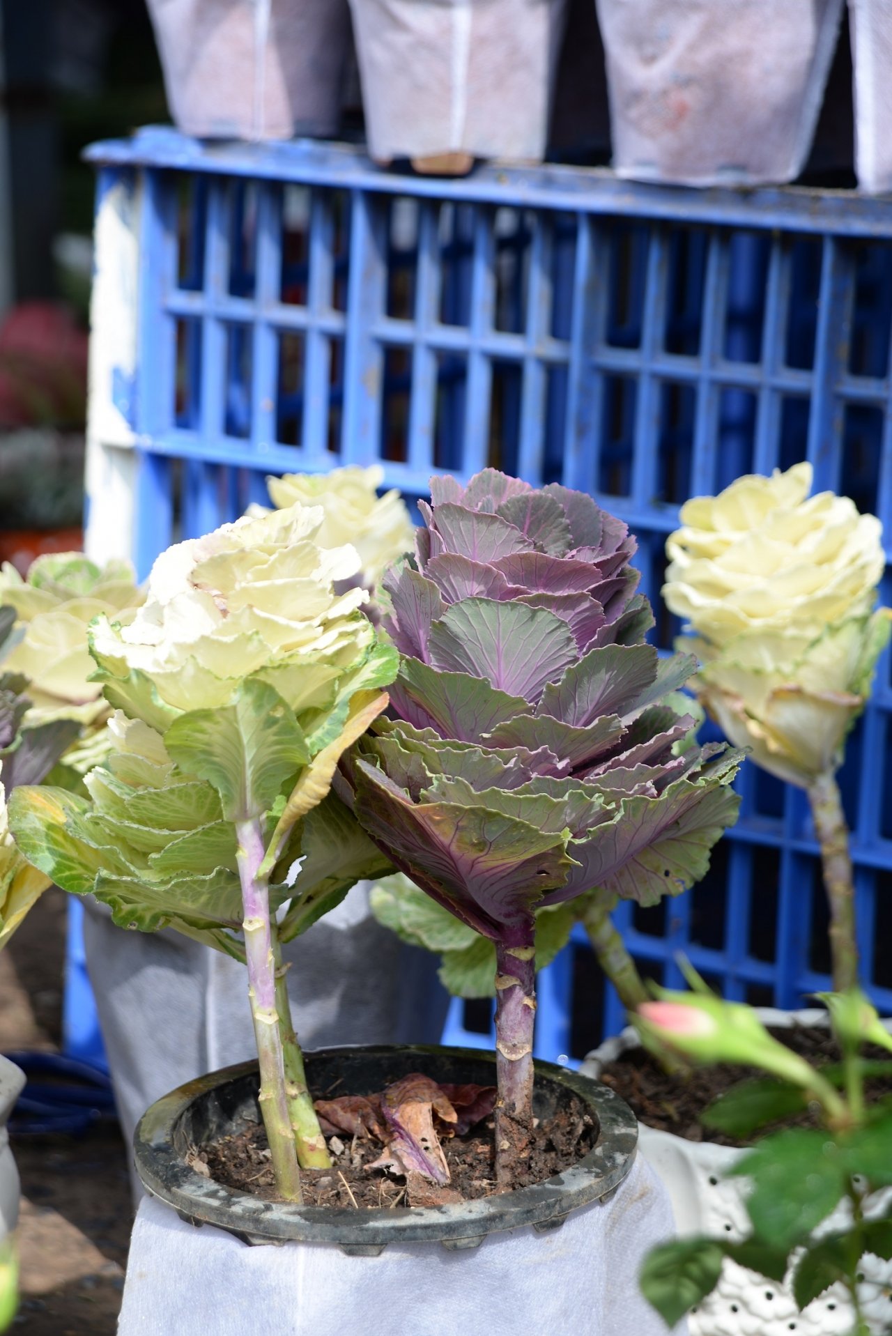 cai-bap-len-doi-thanh-cay-canh-choi-tet