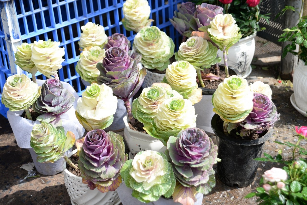 cai-bap-len-doi-thanh-cay-canh-choi-tet