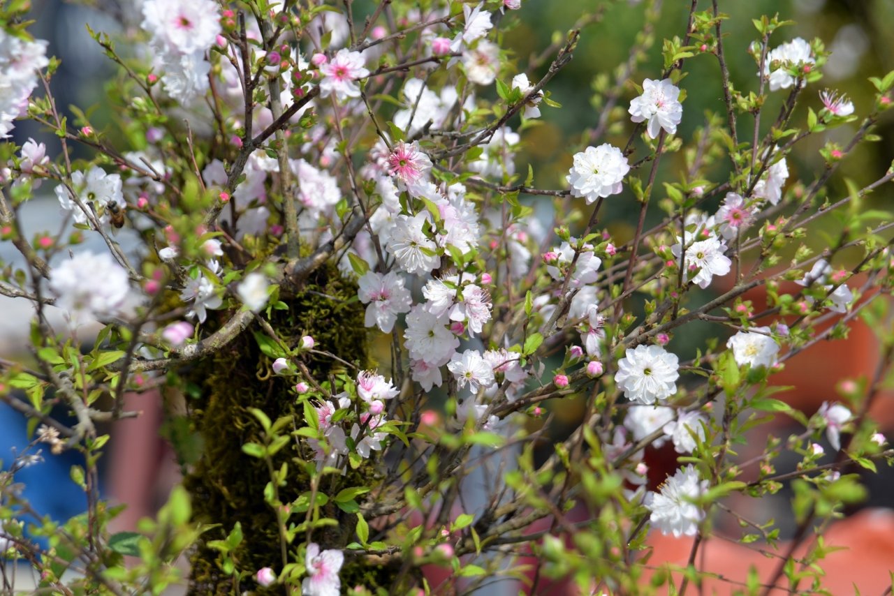 nhat-chi-mai-co-thu-dang-doc-the-la-gia-bac-trieu-phuc-vu-nha-giau-choi-tet
