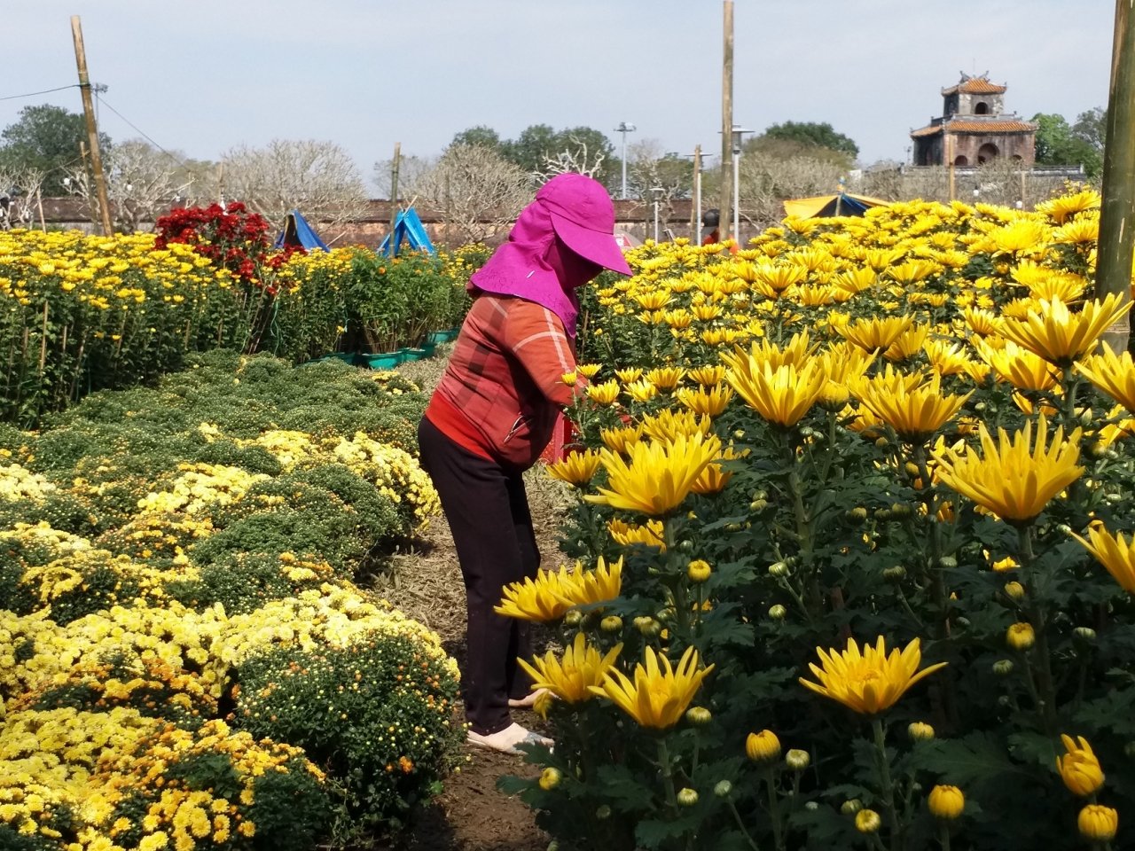 can-canh-cho-hoa-lon-nhat-hue-nhon-nhip-nhung-ngay-can-ke-cai-tet