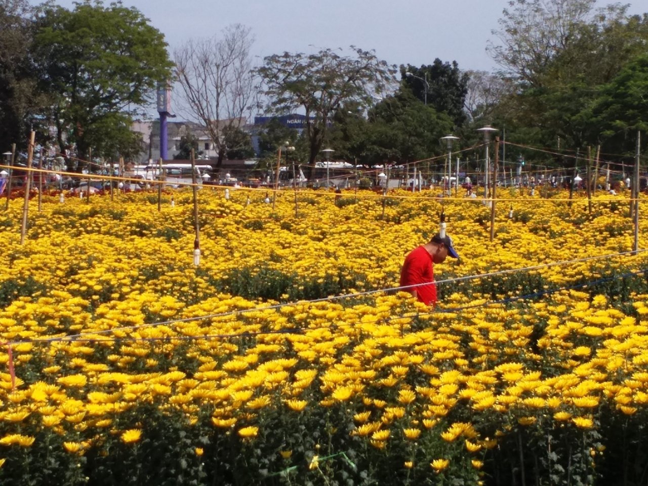 can-canh-cho-hoa-lon-nhat-hue-nhon-nhip-nhung-ngay-can-ke-cai-tet