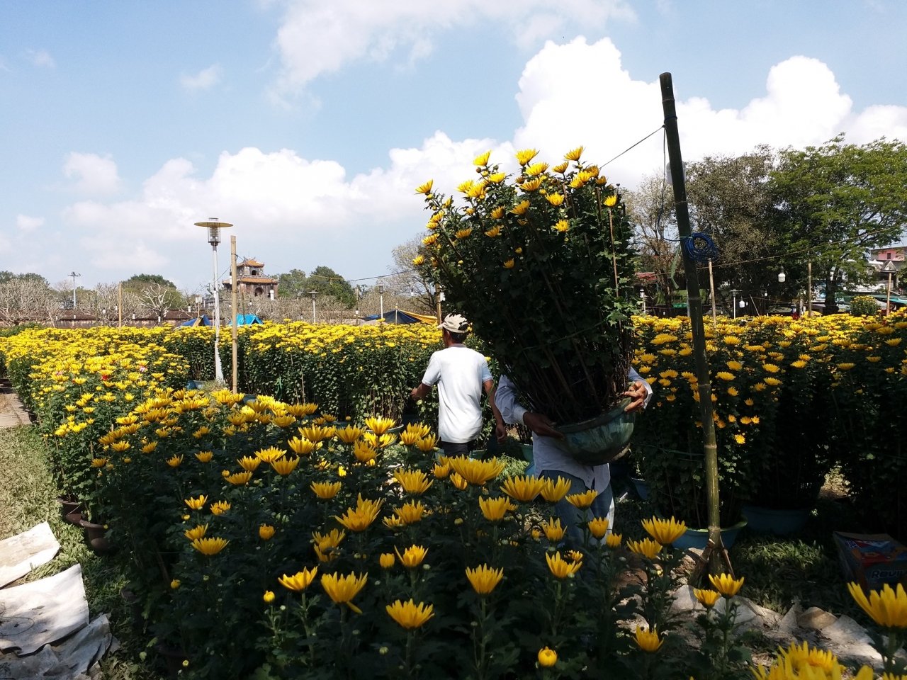 can-canh-cho-hoa-lon-nhat-hue-nhon-nhip-nhung-ngay-can-ke-cai-tet
