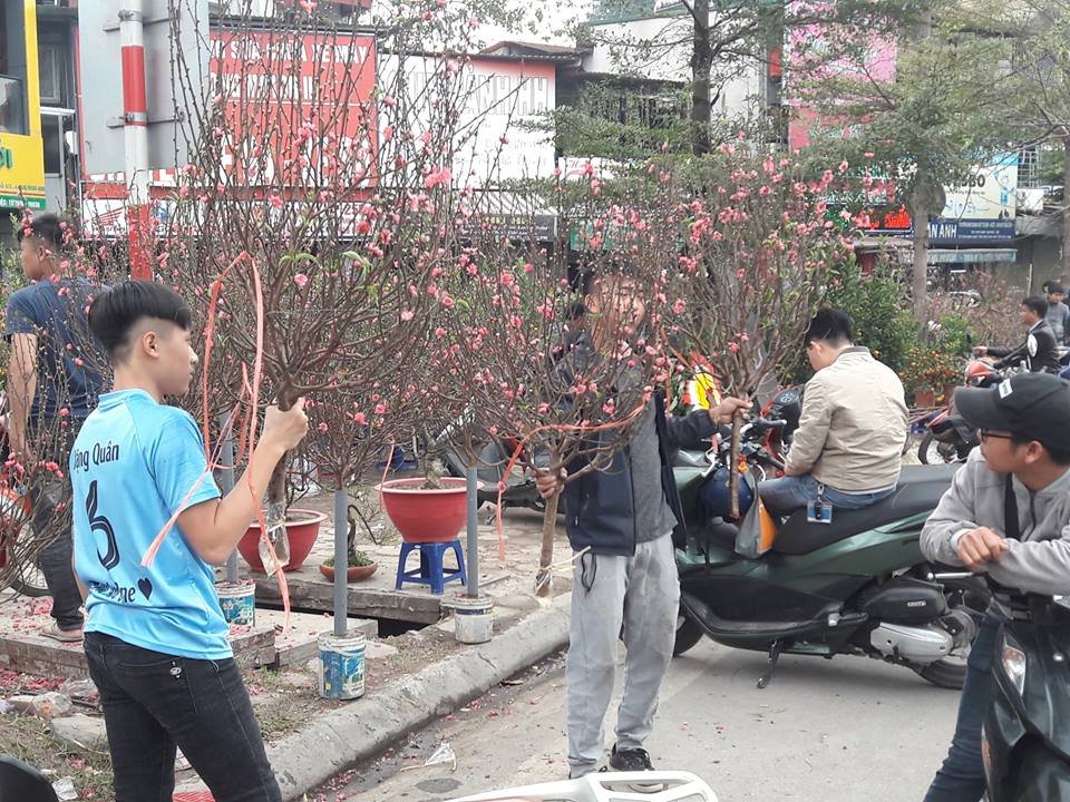 cho-hoa-ha-noi-chieu-28-tet-mai-dao-ha-gia-hoa-dat-nhu-tom-tuoi