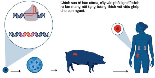 Khi heo ra tay... cứu nhân độ thế!