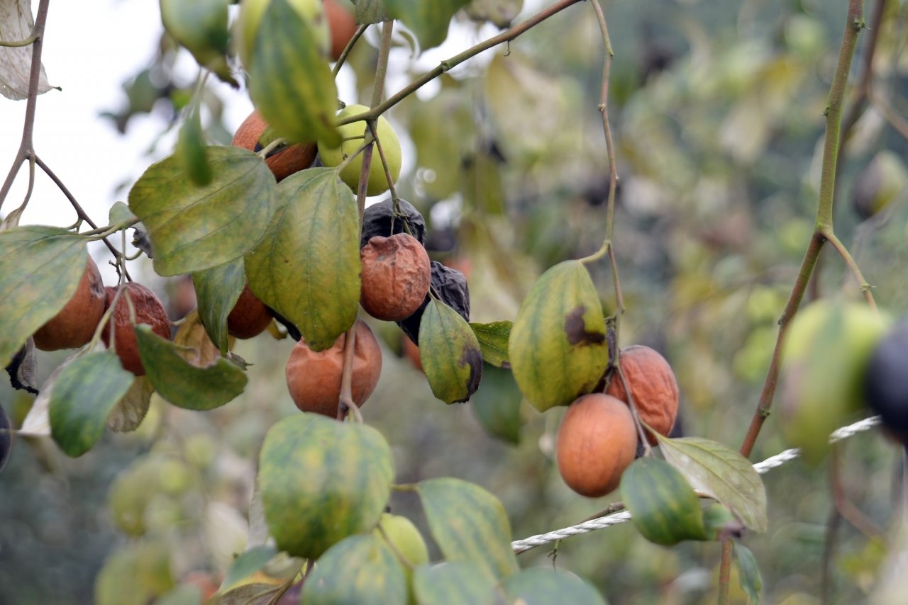 kiem-tien-trieu-moi-ngay-nho-ban-tao-dip-tet