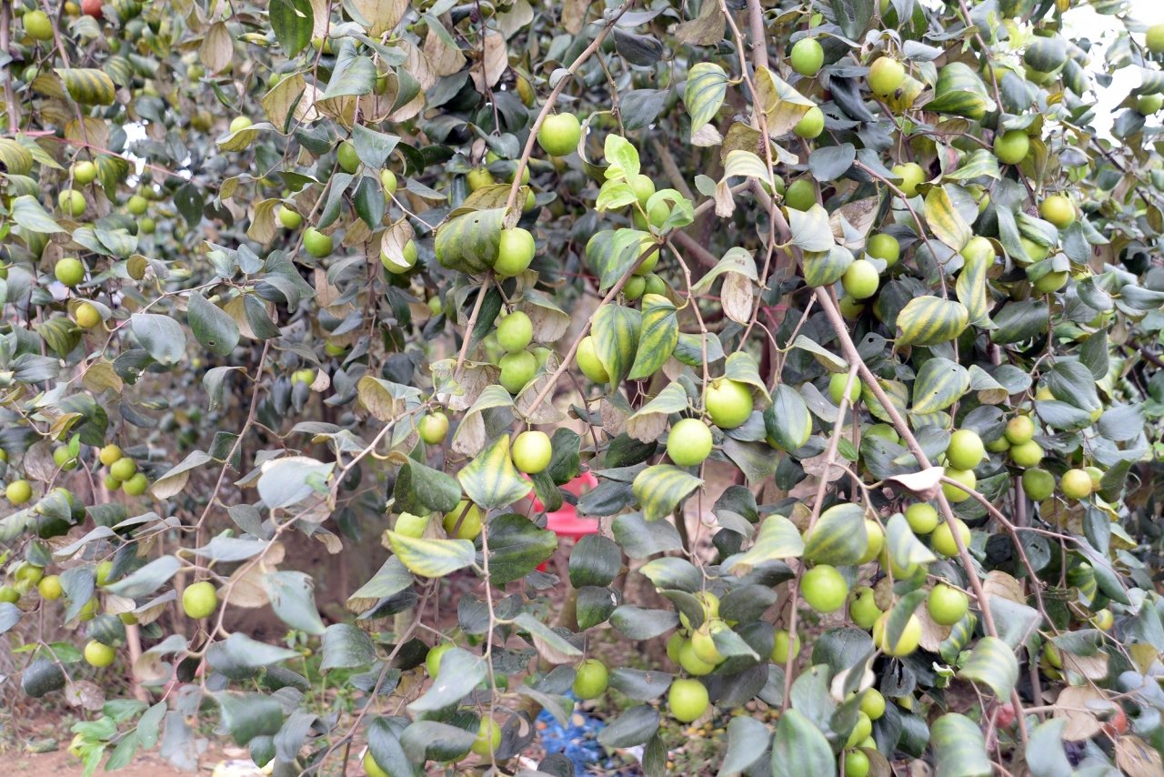 kiem-tien-trieu-moi-ngay-nho-ban-tao-dip-tet