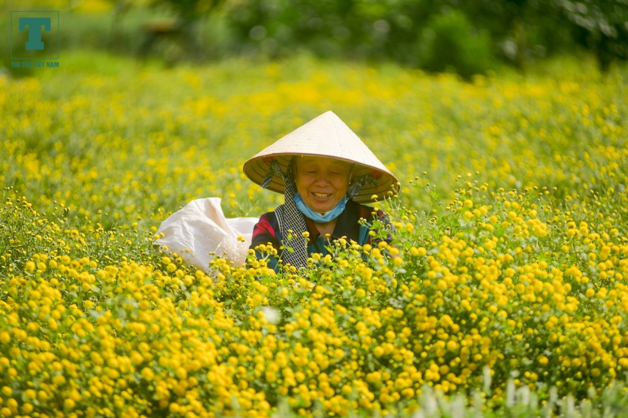 nguoi-nong-dan-ra-dong-thu-hoach-cuc-chi-truoc-dip-nghi-tet