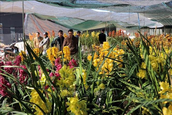 Thực phẩm, bánh mứt 'nội địa' lên ngôi; hoa, cây cảnh hút hàng