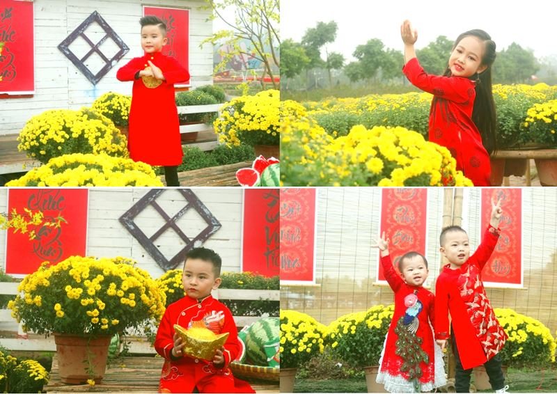 Cúc mâm xôi Sa Đéc khoe sắc giữa lòng Hà Nội