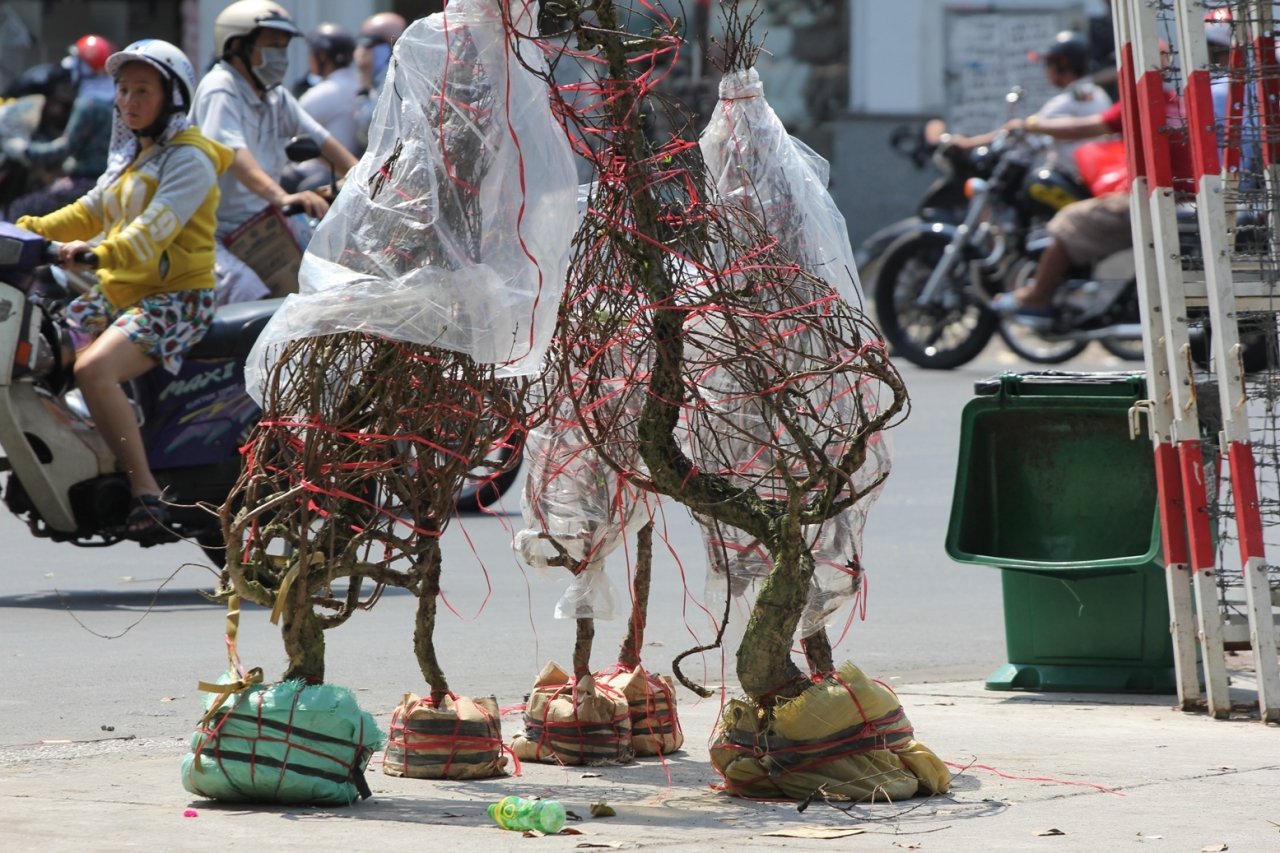 het-gio-ban-tieu-thuong-dap-pha-vut-hoa-cuc-mai-len-xe-rac-dut-khoat-khong-cho-o-tp-hcm