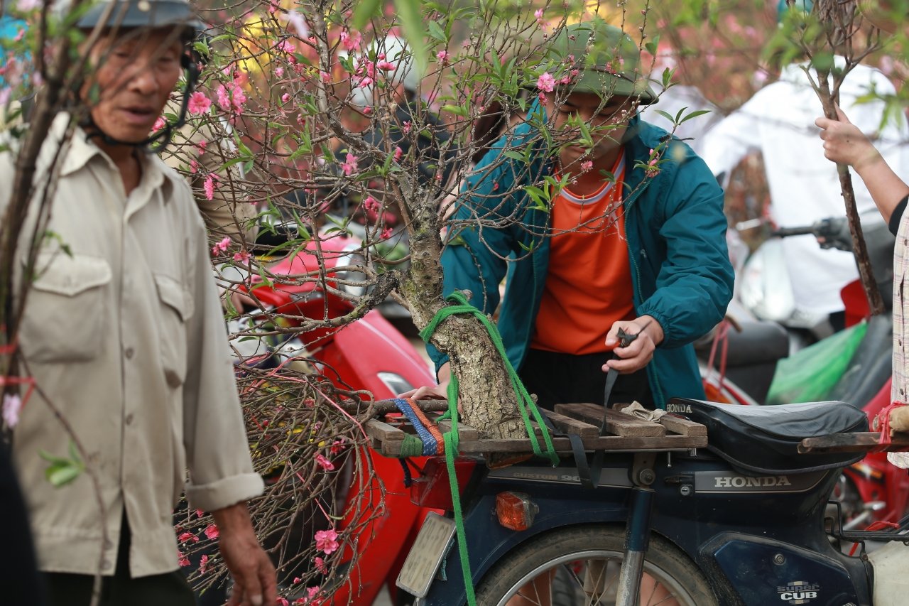 thuong-lai-bo-quat-tren-duong-dao-mai-tut-gia-the-tham-chieu-30-tet