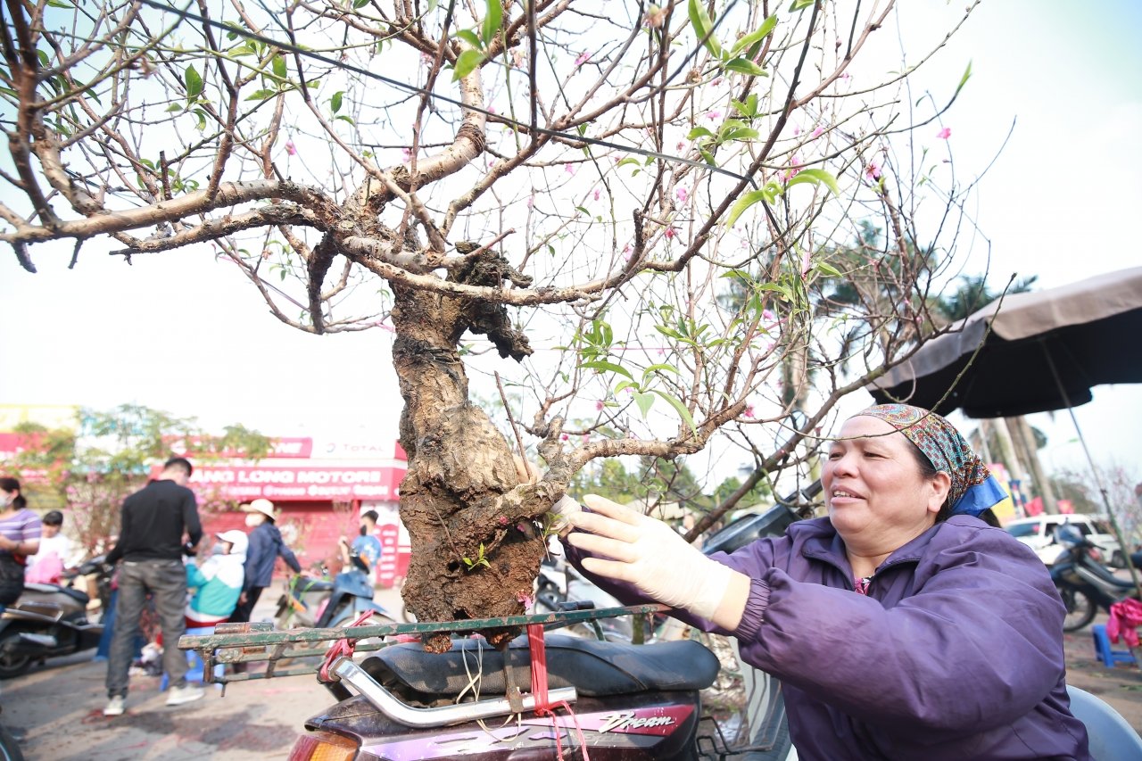 thuong-lai-bo-quat-tren-duong-dao-mai-tut-gia-the-tham-chieu-30-tet