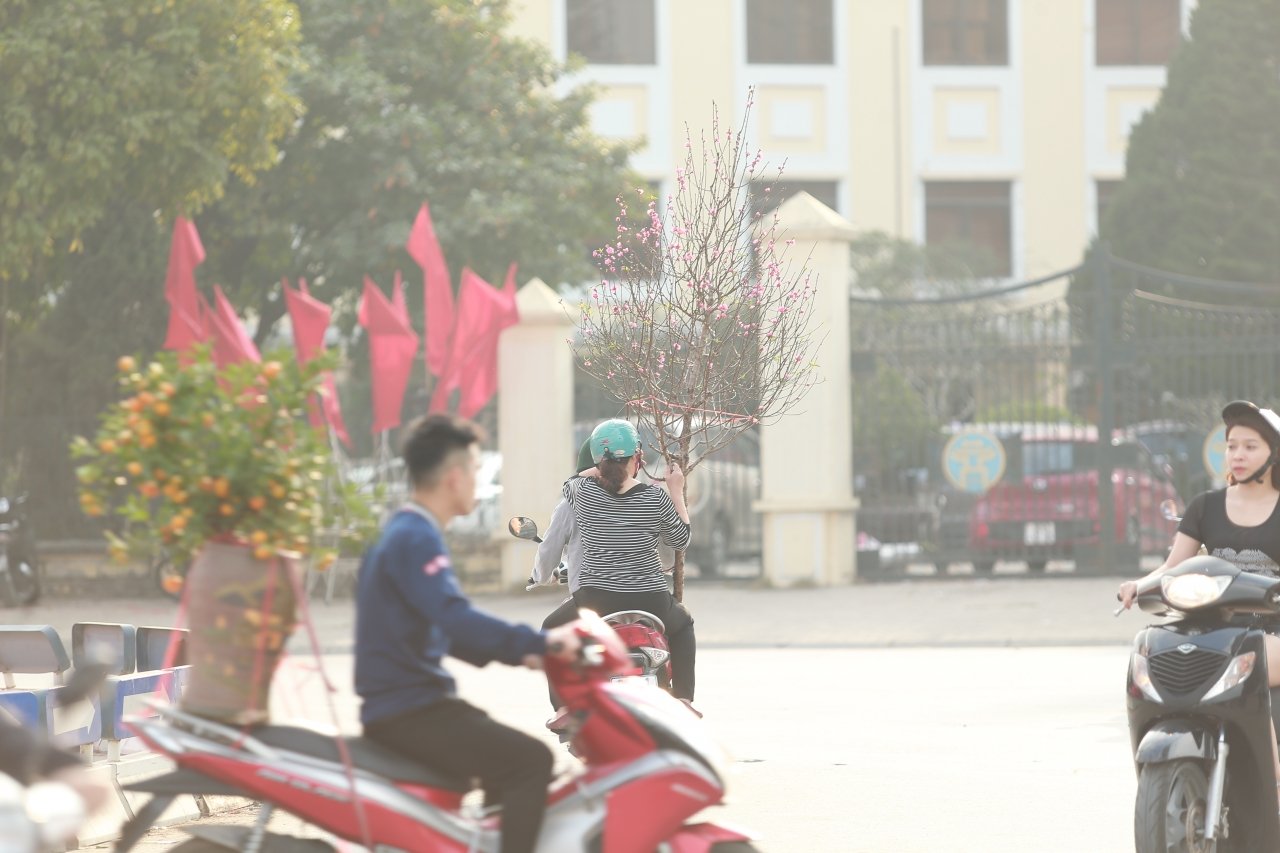 thuong-lai-bo-quat-tren-duong-dao-mai-tut-gia-the-tham-chieu-30-tet