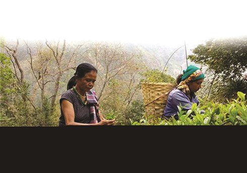 Bí mật loại trà núi Himalaya 