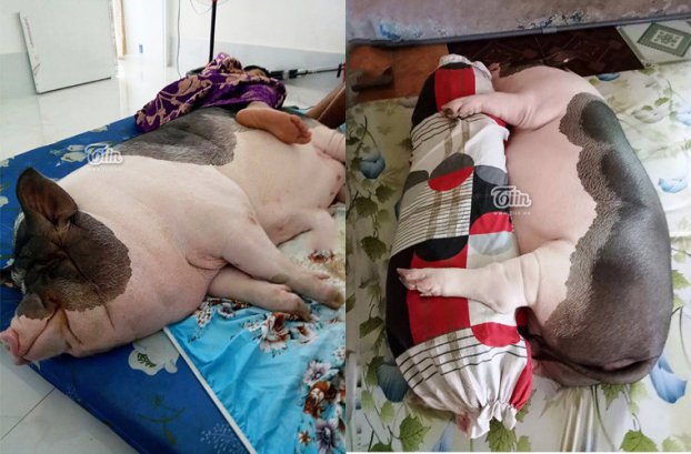 ‘Nàng heo’ đặc biệt được bà chủ ở Sài Gòn cưng chiều hết mực