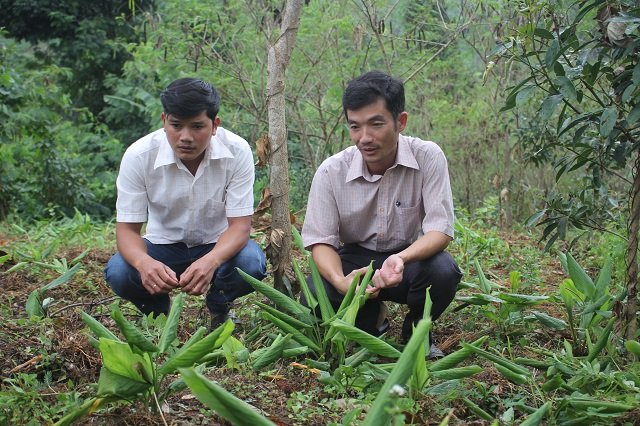 san-loc-dau-nam-xuyen-rung-kon-pne-dao-cu-khoe-uong-ai-cung-me