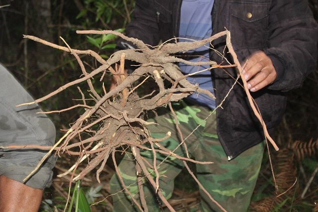 san-loc-dau-nam-xuyen-rung-kon-pne-dao-cu-khoe-uong-ai-cung-me