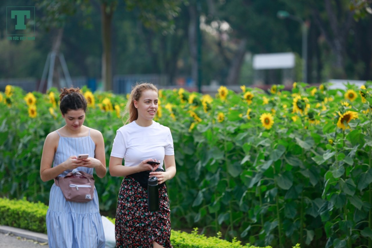 gioi-tre-tha-ho-check-in-canh-dong-hoa-huong-duong-tai-hoang-thanh-thang-long
