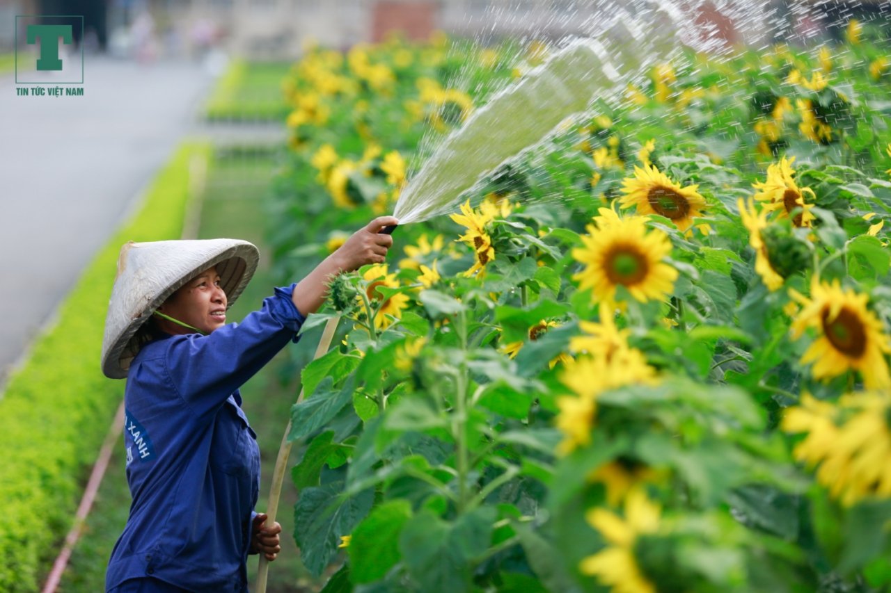 gioi-tre-tha-ho-check-in-canh-dong-hoa-huong-duong-tai-hoang-thanh-thang-long