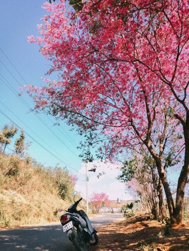 Đến Đà Lạt những ngày này, mai anh đào đã nhuộm hồng cả thành phố