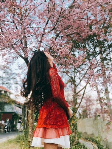 Đến Đà Lạt những ngày này, mai anh đào đã nhuộm hồng cả thành phố