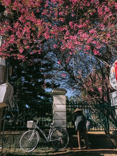 Đến Đà Lạt những ngày này, mai anh đào đã nhuộm hồng cả thành phố