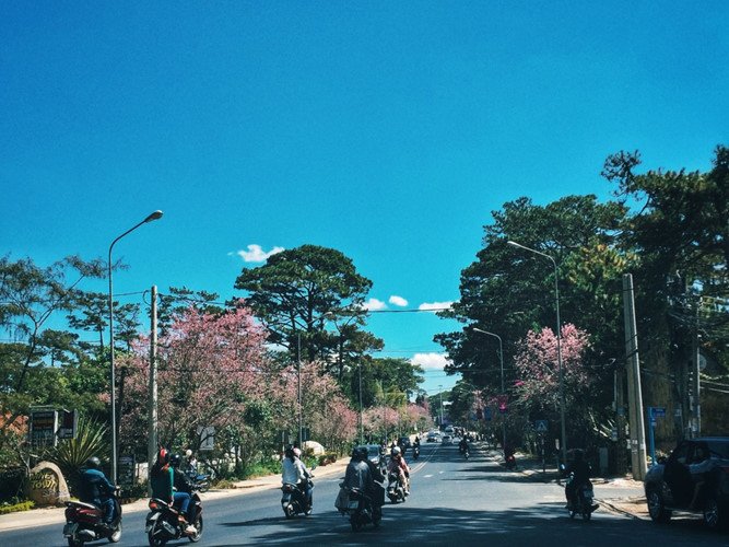 Đến Đà Lạt những ngày này, mai anh đào đã nhuộm hồng cả thành phố