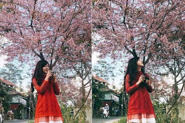 Đến Đà Lạt những ngày này, mai anh đào đã nhuộm hồng cả thành phố